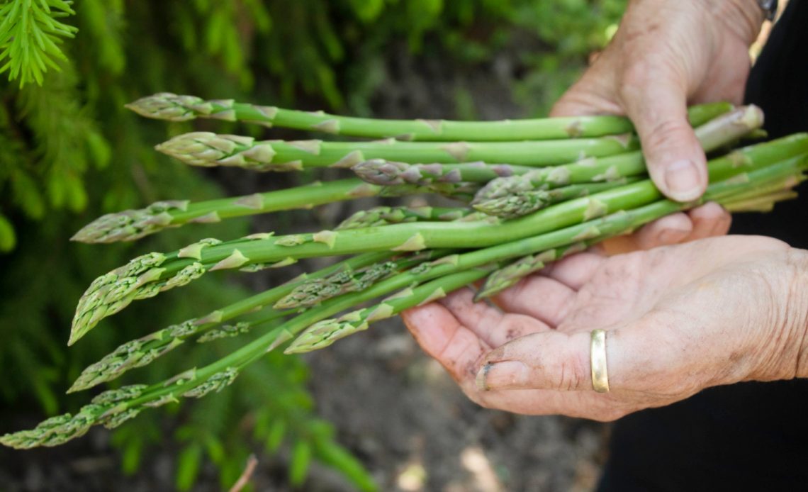 asparagus-growing-stages