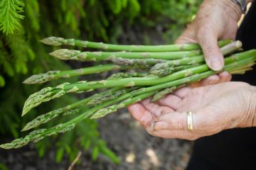6 Asparagus Growing Stages Plus How To Grow Healthy Spears