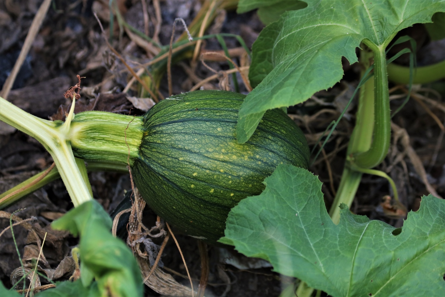 What Does A Pumpkin Plant Look Like In The Beginning At Mary Bilbo Blog