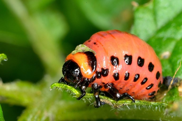 4 Ways To Get Rid Of Red Bugs On Tomato Plants