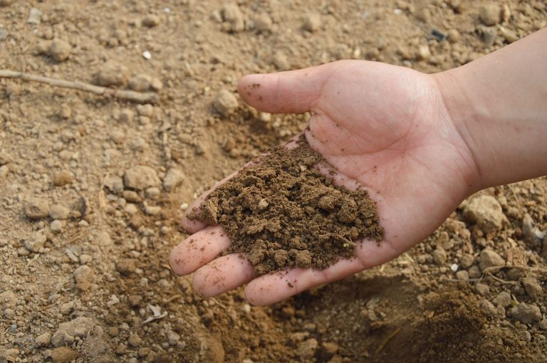 6 Benefits Of Using Kelp Meal Fertilizer For Your Garden