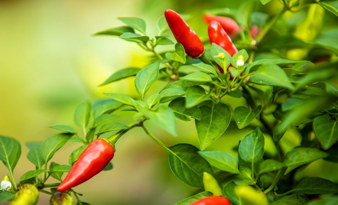 holes-in-pepper-plant-leaves