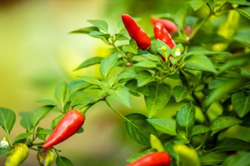 15 Causes Of Holes In Pepper Plant Leaves