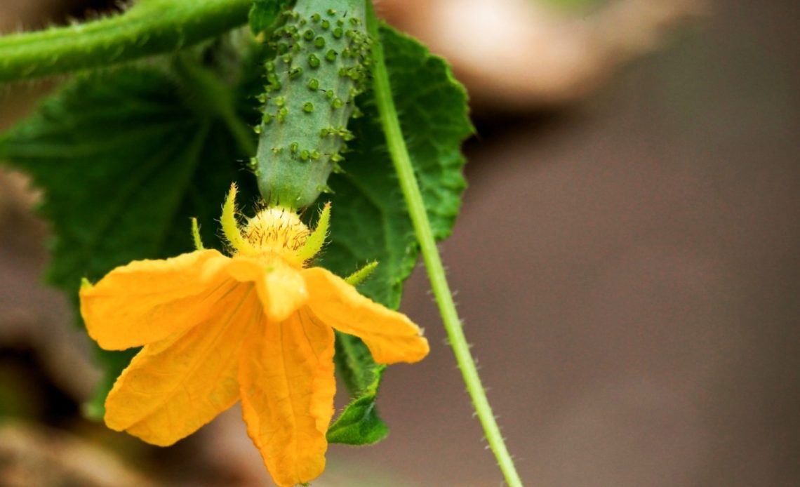 how-to-increase-female-flowers-in-cucumber-plants