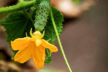 How To Increase Female Flowers In Cucumbers
