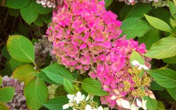 Is Your Hydrangea Dying? 11 Ways To Save Your Plant