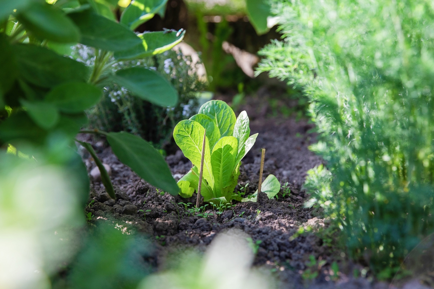 Plant Food Vs. Fertilizer: What’s The Difference?