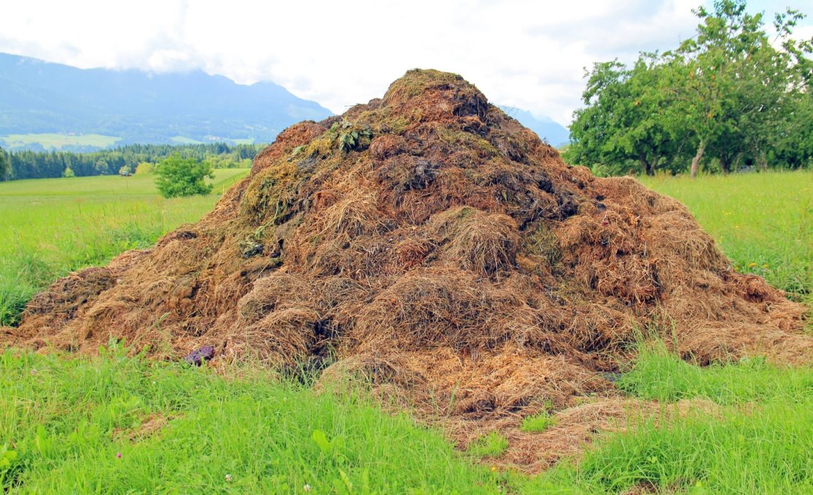Fertilizer vs Lawn Food Unearthing the Truth for a Greener Lawn Fertilizer vs Lawn Food Unearthing the Truth for a Greener Lawn