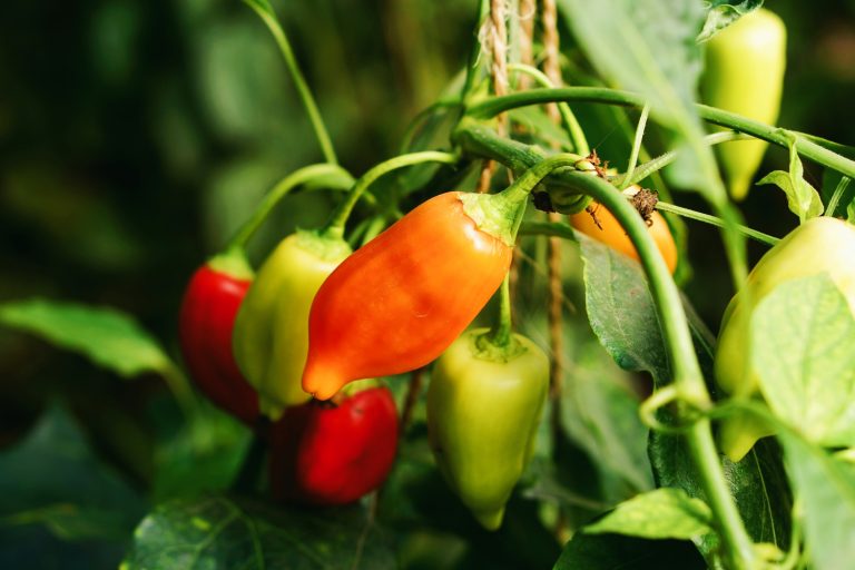 15 Causes Of Holes In Pepper Plant Leaves