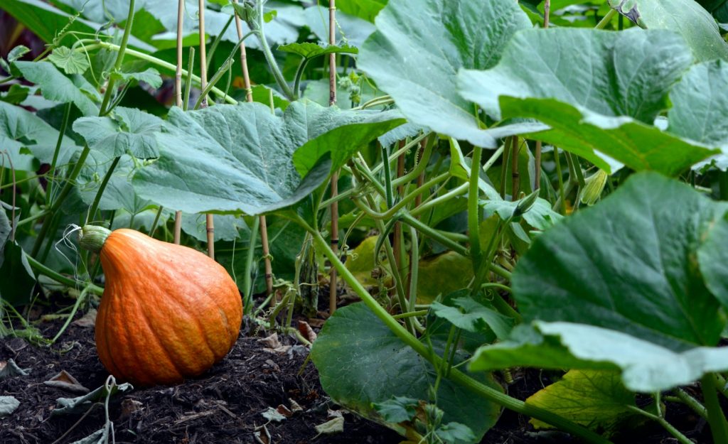 20+ Pumpkin Plant Life Cycle