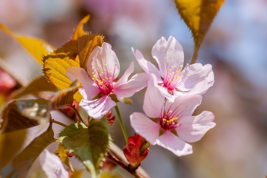 How Long Can Flowers Go Without Water 