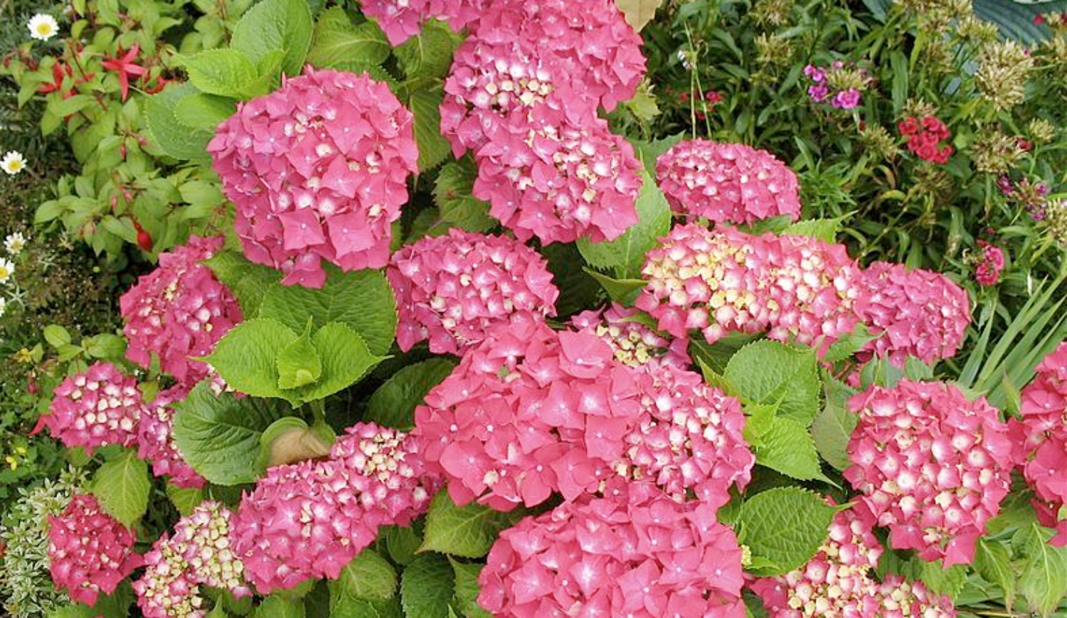 Is Your Hydrangea Dying? 11 Ways To Save Your Plant