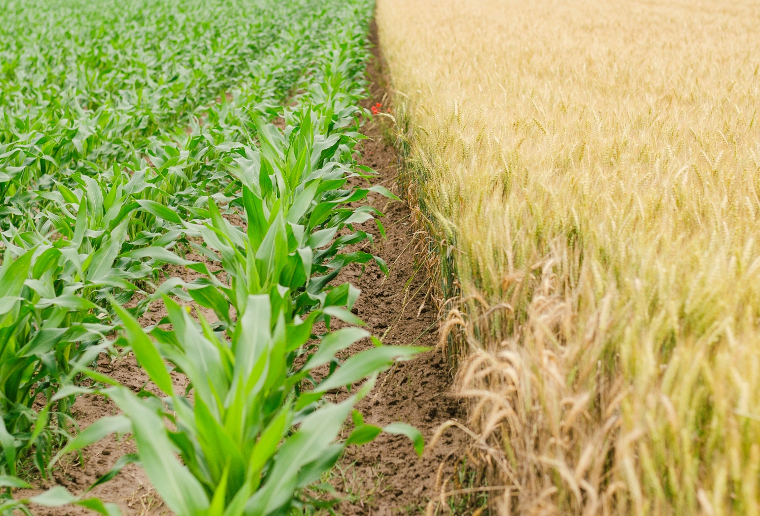 Plant Food Vs. Fertilizer: What’s The Difference?