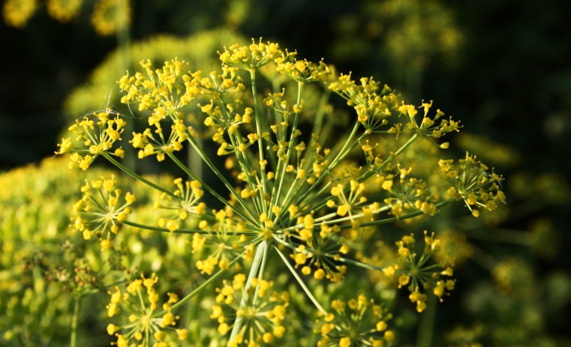 plants-that-look-like-dill