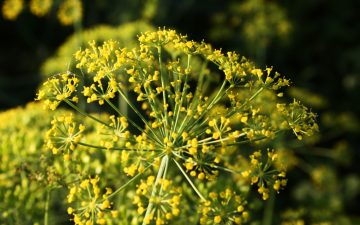 10 Plants That Look Like Dill