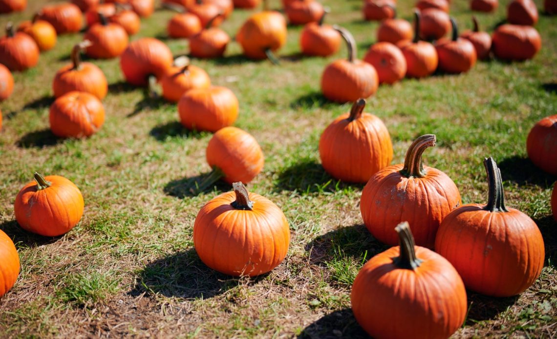 pumpkin-growing-stages