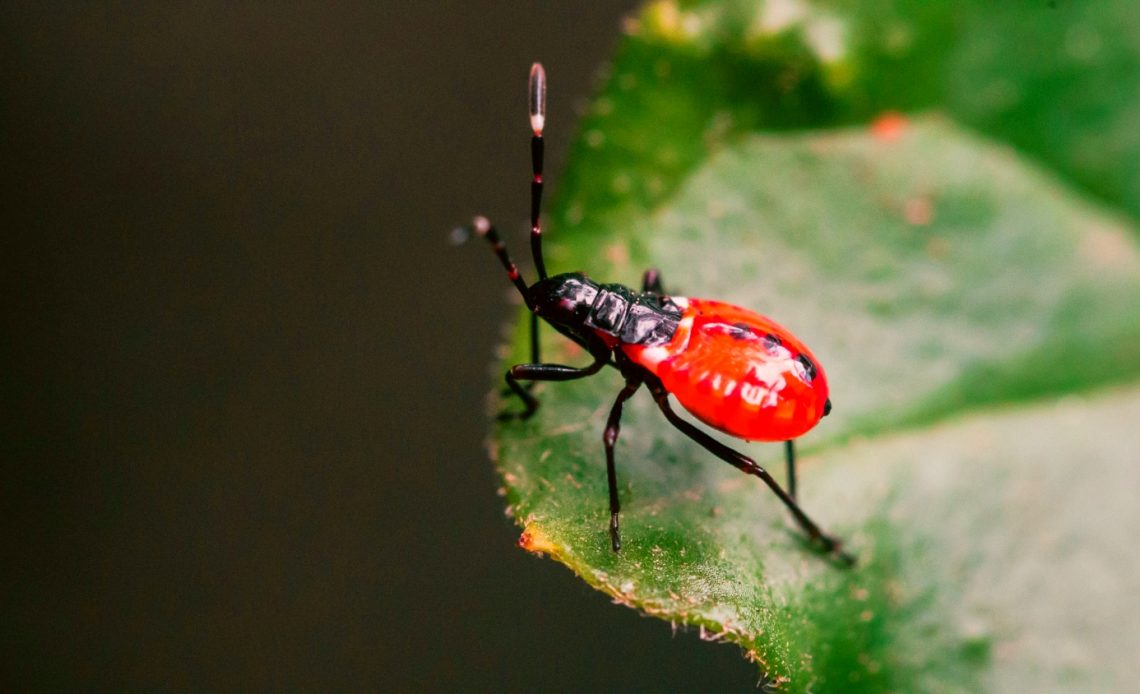 Red Aphids On Tomatoes