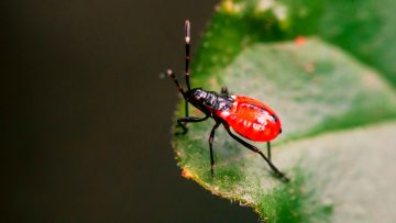 4 Ways To Get Rid Of Red Bugs On Tomato Plants