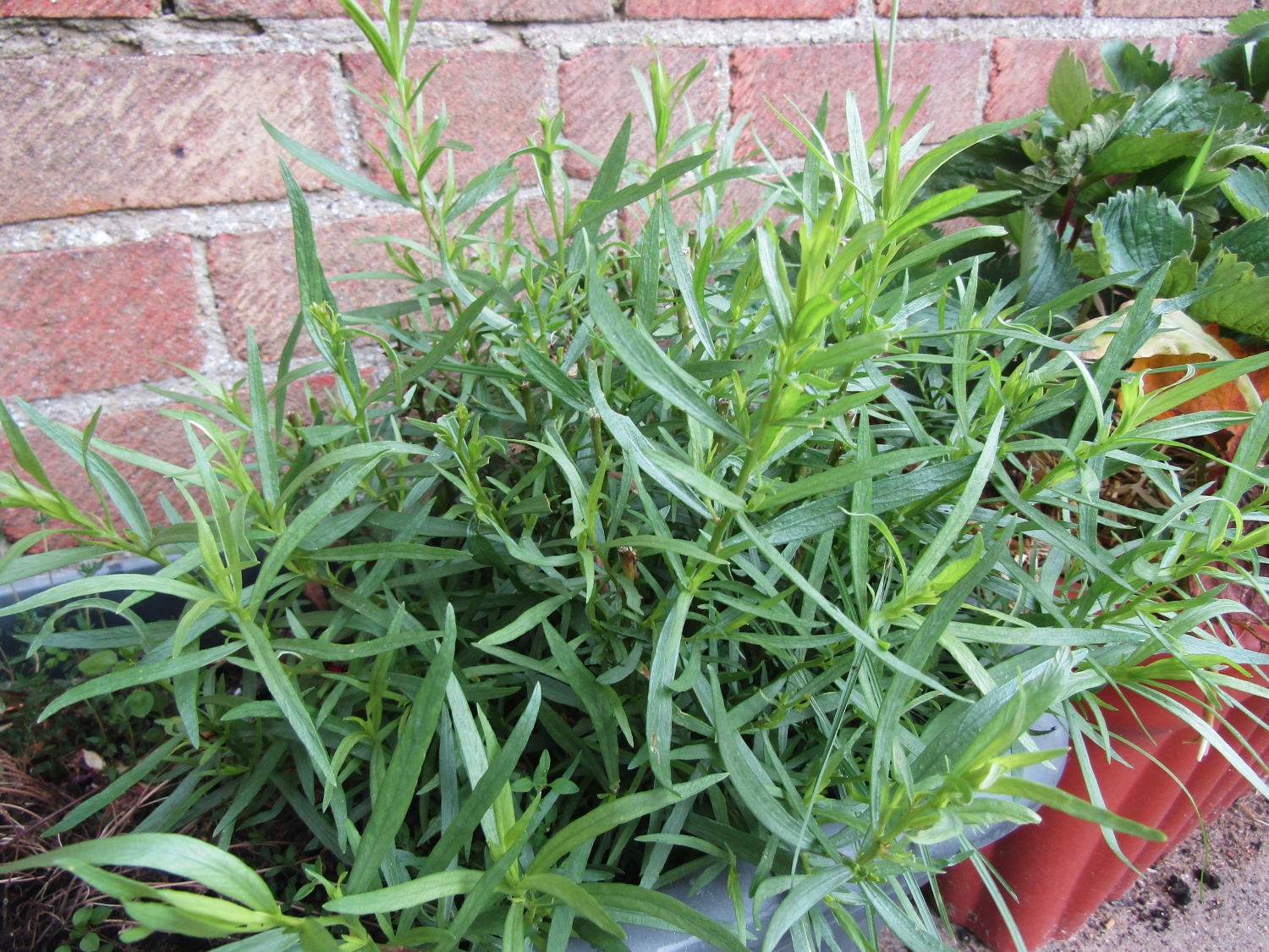 10 Plants That Look Like Dill