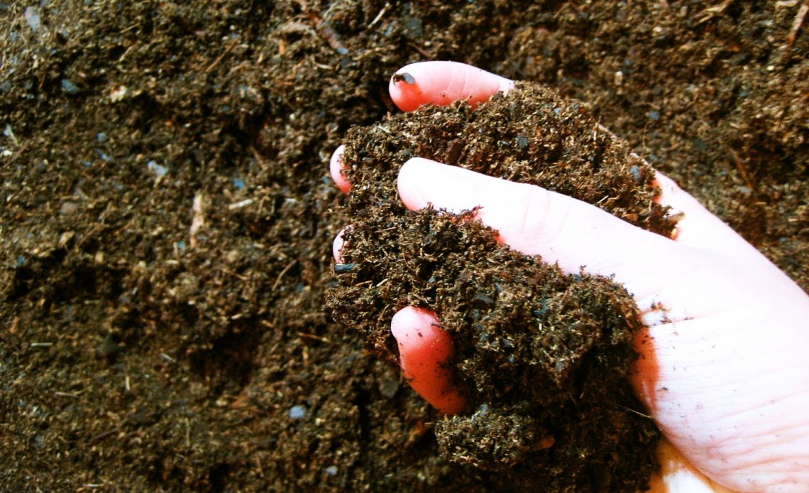 tiny-white-bugs-in-soil