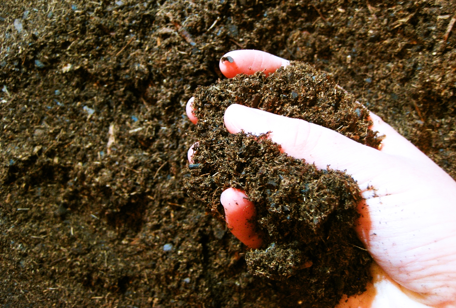 Tiny White Bugs In Soil 