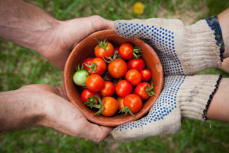 6 Benefits Of Using Kelp Meal Fertilizer For Your Garden