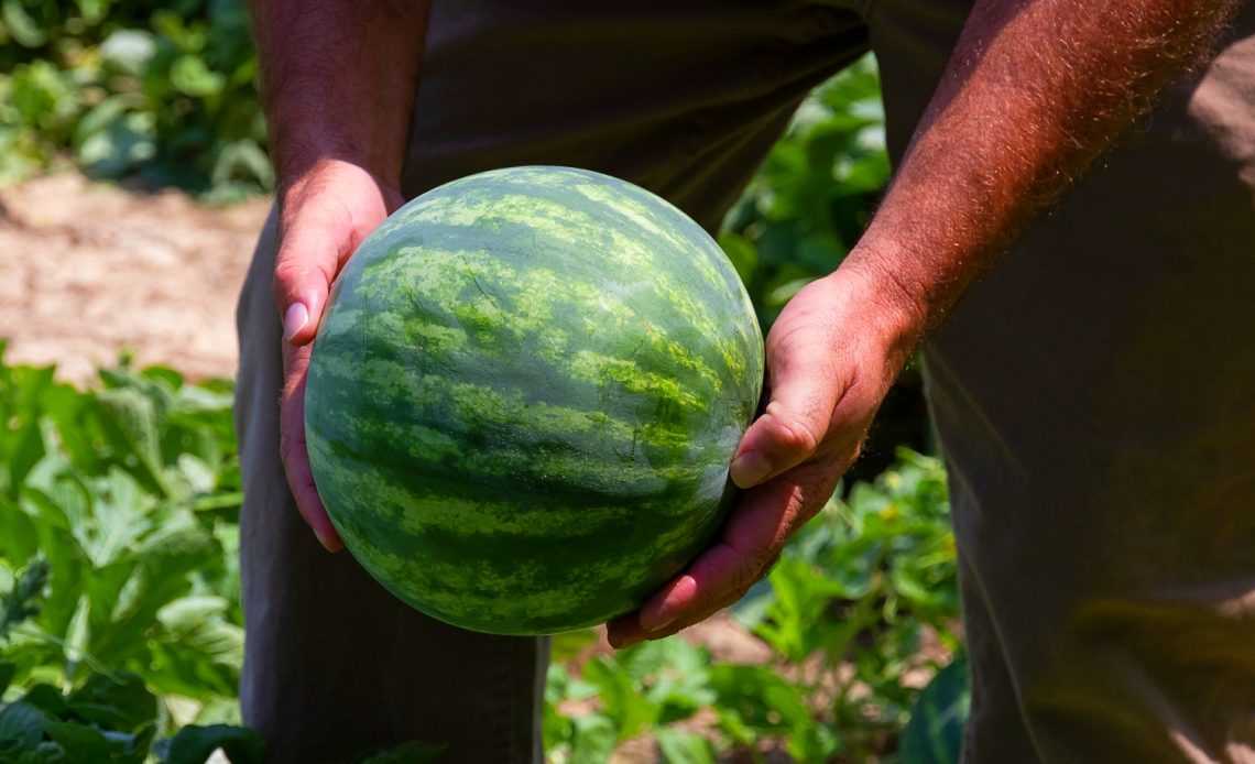 watermelon-growing-stages