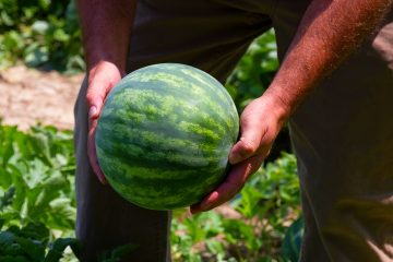 7 Watermelon Growing Stages From Seed To Melon