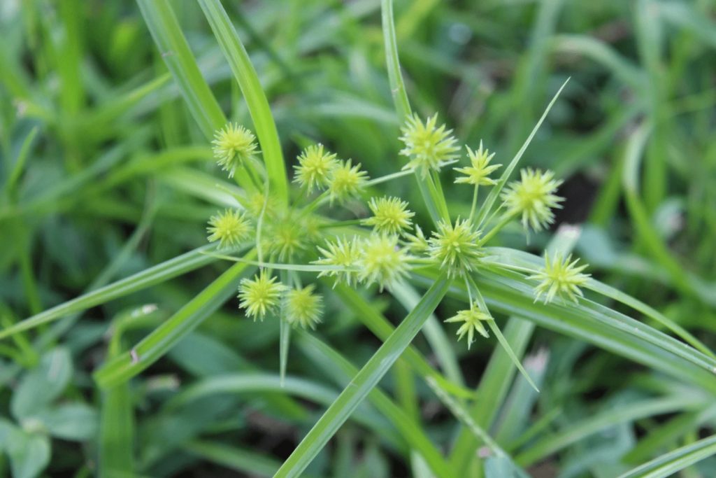 How To Treat Grass With Weeds at Eleonor Olson blog