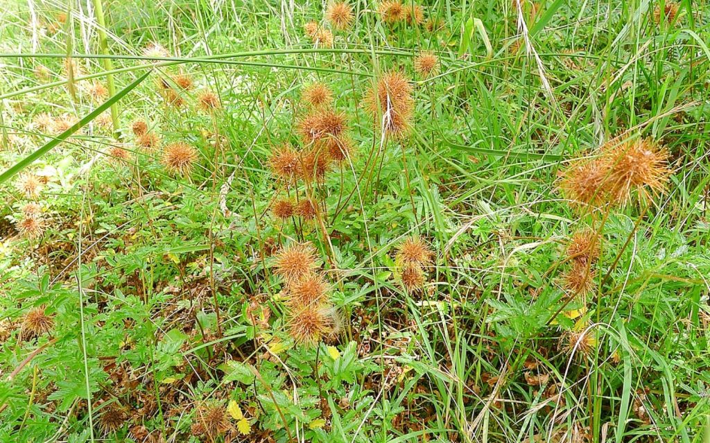 9 Types Of Stickers In Grass And How You Can Get Rid Of Them