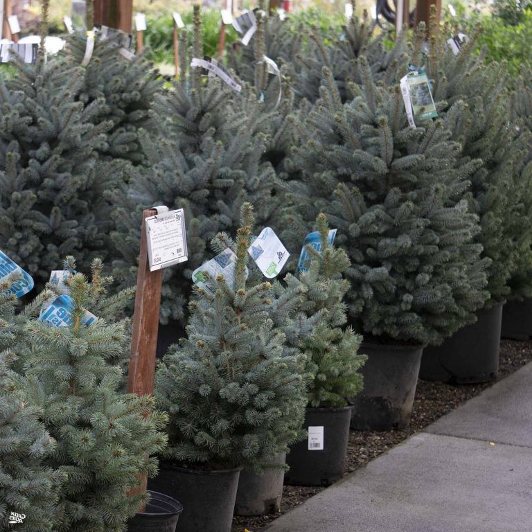 5 Potted Trees That Survive Winter
