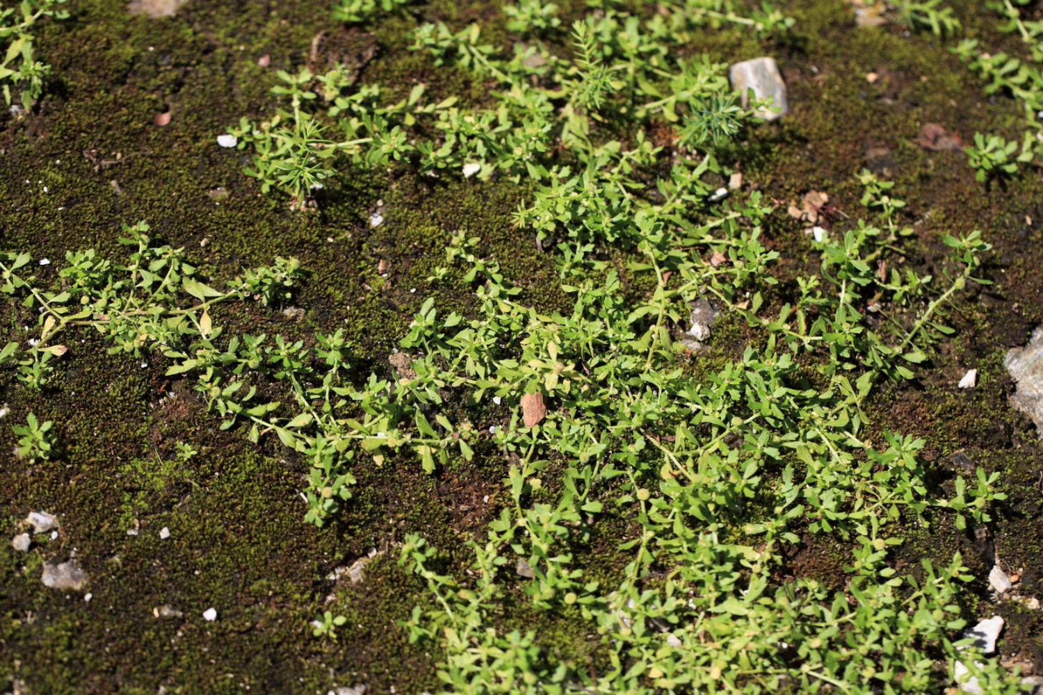 Is Creeping Thyme Invasive? Should You Plant It In Your Garden?