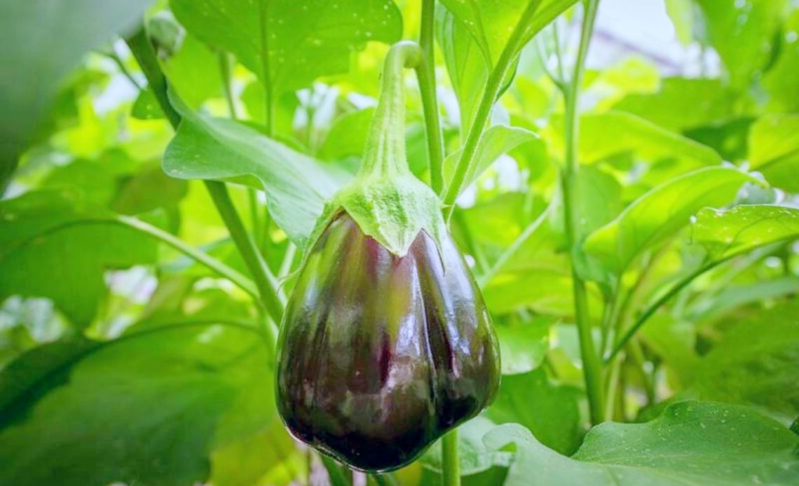 eggplant-growing-stages