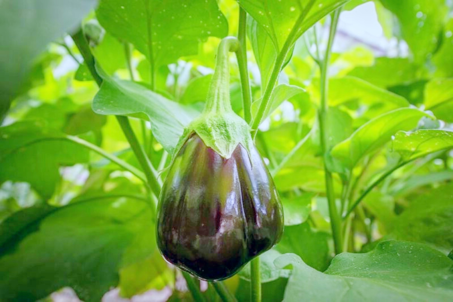 Eggplant Growing Stages From Seeds To Harvest