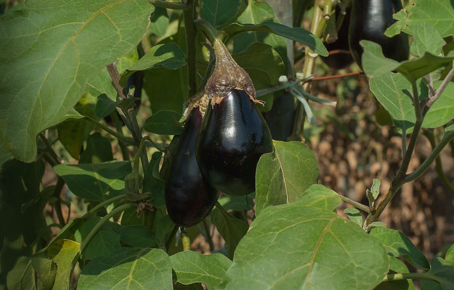 Eggplant Growing Stages From Seeds To Harvest