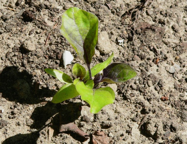 7 Eggplant Growing Stages From Seeds To Harvest