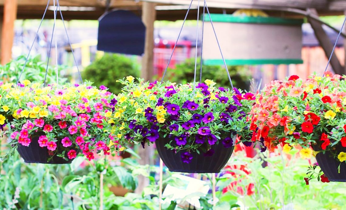 full-sun-hanging-plants