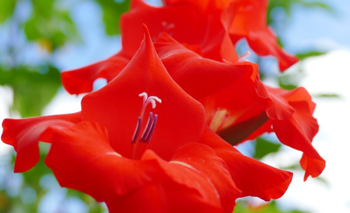 gladiolus-growing-stages