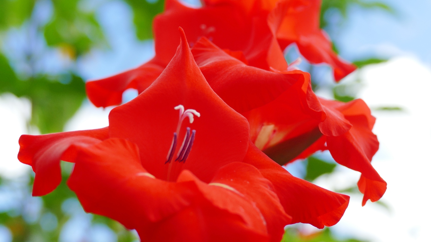 7 Gladiolus Growing Stages A Gardener’s Guide To Growing These