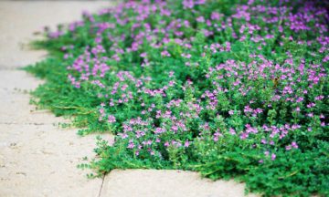 Is Creeping Thyme Invasive? Should You Plant It In Your Garden? 