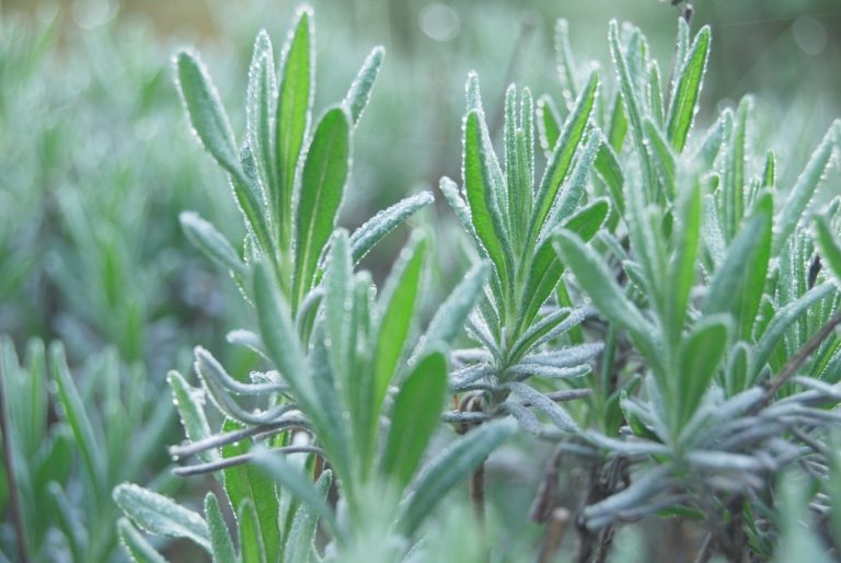 6 Lavender Growth Stages How To Grow Lavender Faster