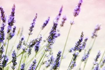 6 Lavender Growth Stages: How To Grow Lavender Faster
