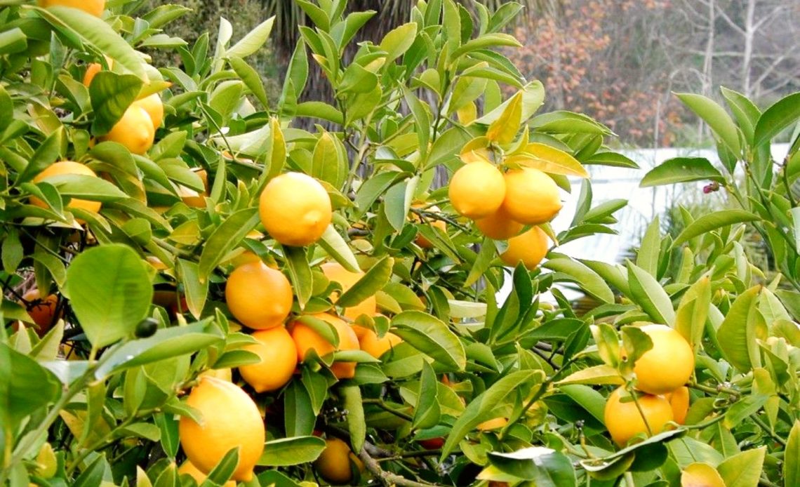 lemon-tree-growth-stages