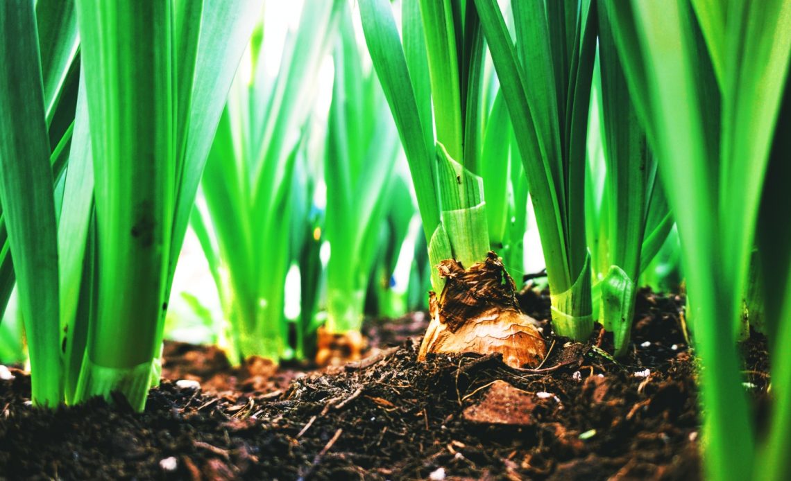 onion-growing-stages