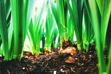 8 Onion Growing Stages From Seed To Harvest