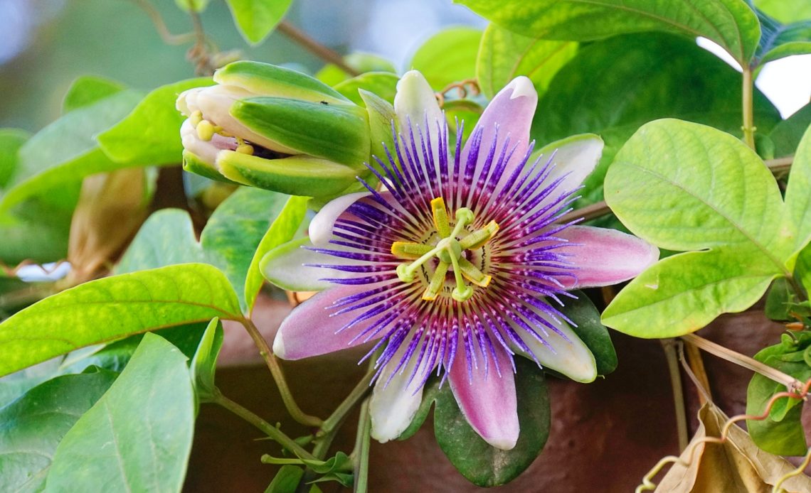 passion-fruit-growing-stages