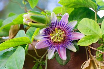 6 Passion Fruit Growing Stages From Seeds To Harvest
