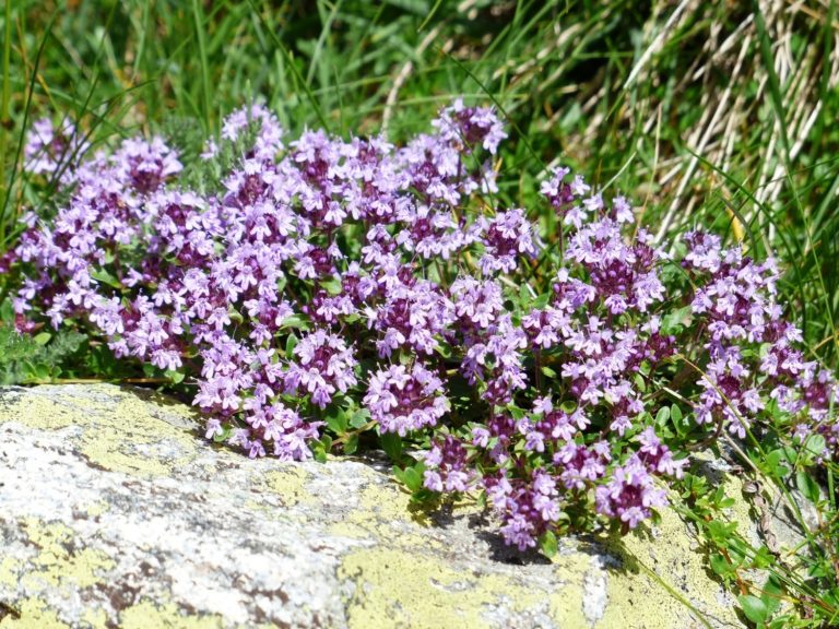 Is Creeping Thyme Invasive? Should You Plant It In Your Garden?