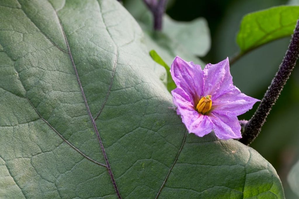 7 Eggplant Growing Stages From Seeds To Harvest