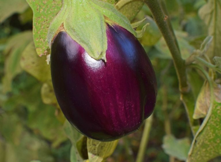 Eggplant Growing Stages From Seeds To Harvest